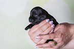 2 weeks old Miniature Schnauzer