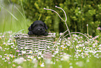 4 weeks old Miniature Schnauzer