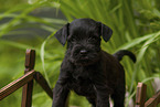 Miniature schnauzer puppy on small wooden bridge