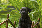 Miniature schnauzer puppy on small wooden bridge