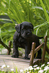 Miniature schnauzer puppy on small wooden bridge