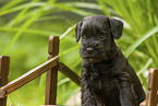 Miniature schnauzer puppy on small wooden bridge