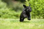 running Miniature Schnauzer puppy