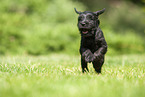 running Miniature Schnauzer puppy