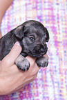 3 weeks old Miniature Schnauzer