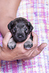 3 weeks old Miniature Schnauzer