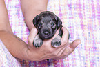 3 weeks old Miniature Schnauzer