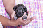 3 weeks old Miniature Schnauzer