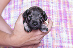 3 weeks old Miniature Schnauzer