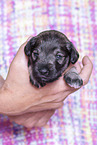 3 weeks old Miniature Schnauzer