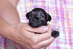 3 weeks old Miniature Schnauzer