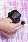 3 weeks old Miniature Schnauzer