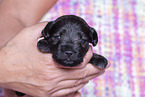 3 weeks old Miniature Schnauzer