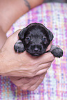 3 weeks old Miniature Schnauzer