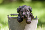 Miniature schnauzer puppy in bucket