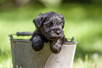 Miniature schnauzer puppy in bucket