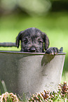 Miniature schnauzer puppy in bucket