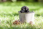 Miniature schnauzer puppy in bucket