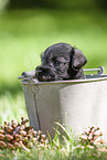 Miniature schnauzer puppy in bucket