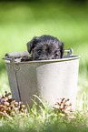 Miniature schnauzer puppy in bucket