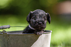 Miniature schnauzer puppy in bucket