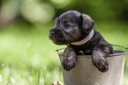Miniature schnauzer puppy in bucket