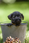 Miniature schnauzer puppy in bucket