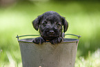 Miniature schnauzer puppy in bucket