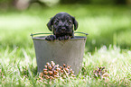 Miniature schnauzer puppy in bucket