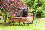 Miniature schnauzer puppy in wooden cart