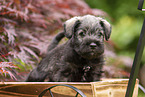 Miniature schnauzer puppy in wooden cart