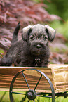 Miniature schnauzer puppy in wooden cart
