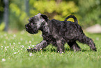 running Miniature Schnauzer puppy