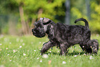 running Miniature Schnauzer puppy