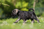 running Miniature Schnauzer puppy