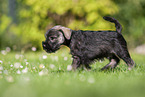 running Miniature Schnauzer puppy