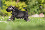 running Miniature Schnauzer puppy