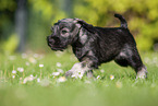 running Miniature Schnauzer puppy