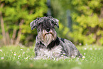 Miniature Schnauzer puppy