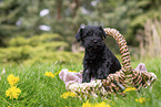 4 weeks old Miniature Schnauzer