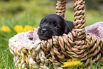 2 weeks old Miniature Schnauzer