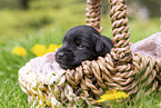 2 weeks old Miniature Schnauzer