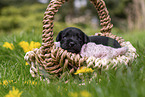 2 weeks old Miniature Schnauzer