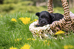 2 weeks old Miniature Schnauzer