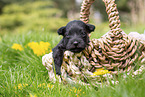 2 weeks old Miniature Schnauzer