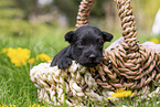 2 weeks old Miniature Schnauzer