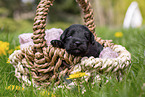 2 weeks old Miniature Schnauzer