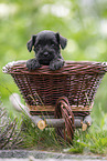 4 weeks old Miniature Schnauzer