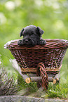 4 weeks old Miniature Schnauzer