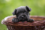 4 weeks old Miniature Schnauzer